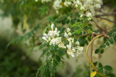 cache/Bildergalerien//Karibische Inseln/Pflanzen/Meerrettichbaum-2_Moringa-oleifera.jpg